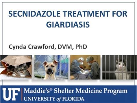 secnidazole for giardia in dogs